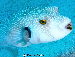 Pufferfish by Enora Seite 